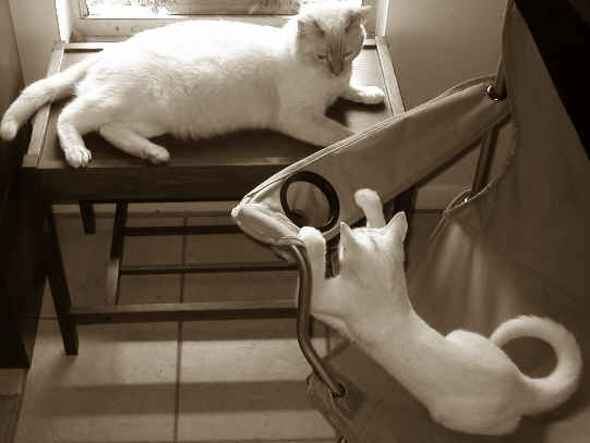 two white Cats