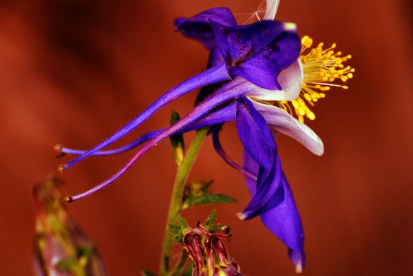 Columbine 2