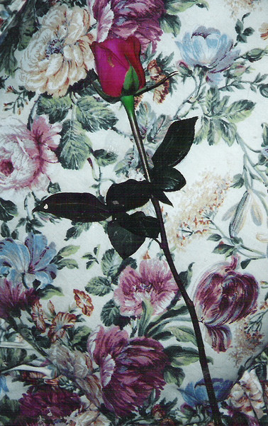 One Rose