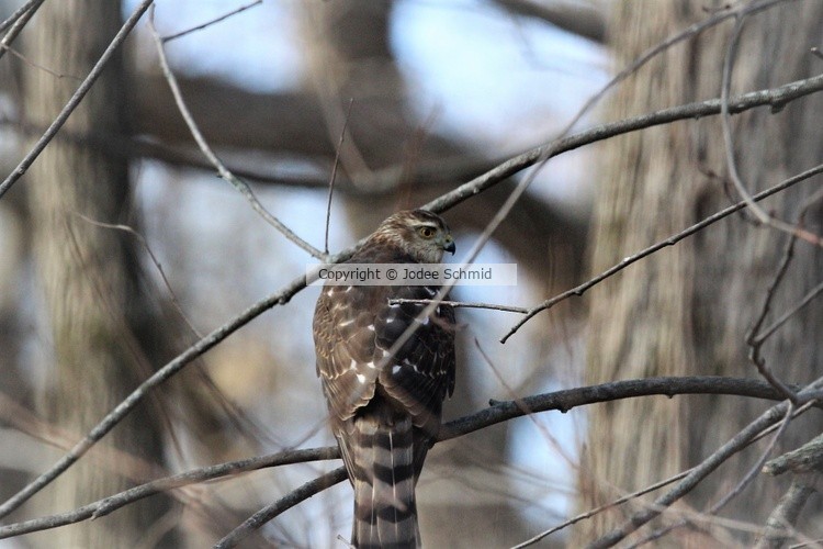 Hawk side