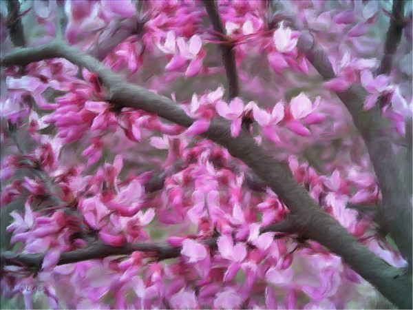 Redbuds
