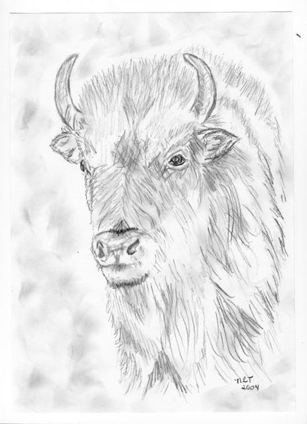 Buffalo Head