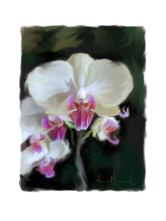 Purple and White Orchid