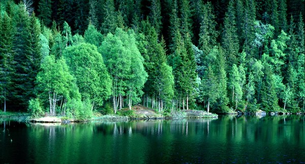 Spring colors in the forest