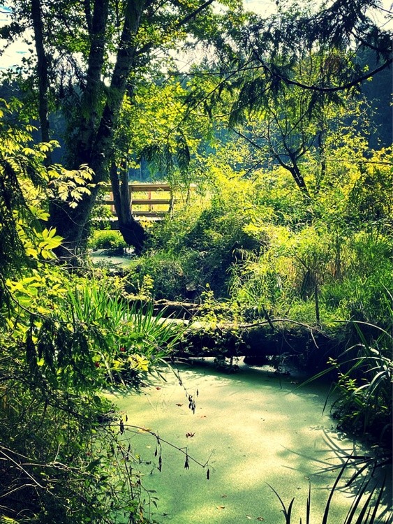 bridge in greenery