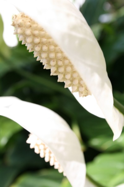 Twin Callas