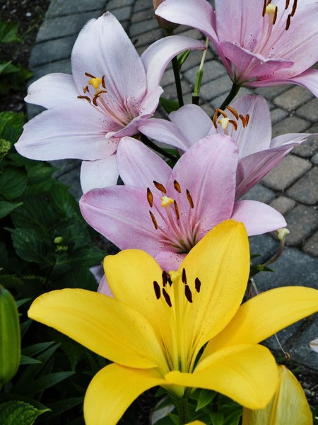 Yellow and Pink
