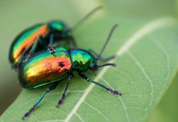 Pair of Dogbane Beetles