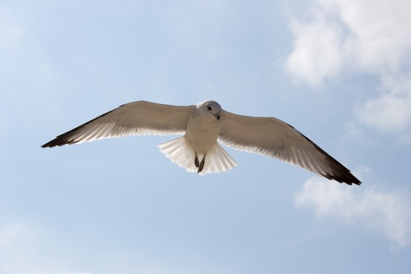 Gull II
