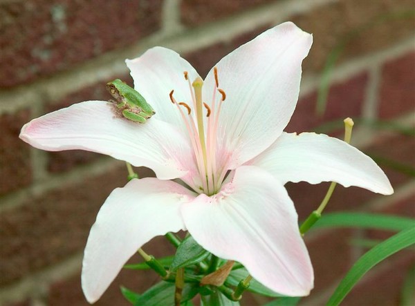 Frog on Lily