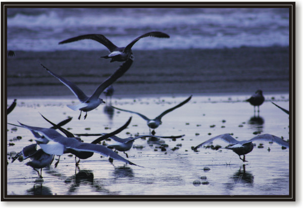 Gulls in flight on a Washington Gray Day