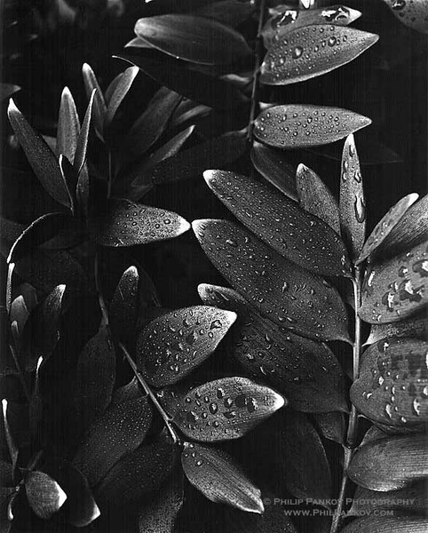 Leaves in the rain. Botanic Gardens, Dublin