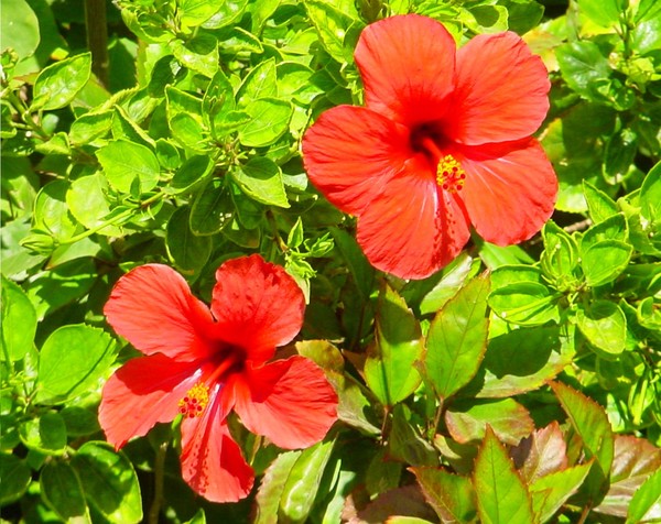 Red kind of green