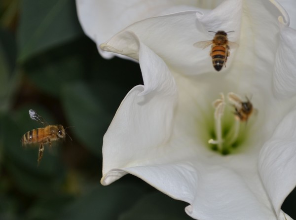 bees