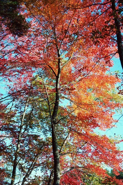 Rainbow In The Woods