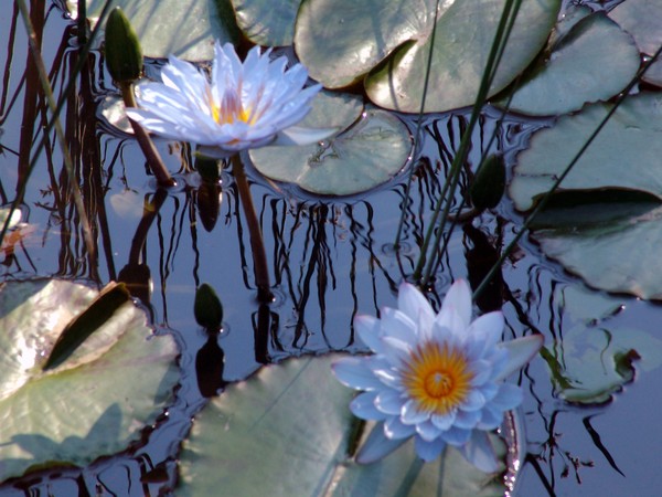Water Lilies