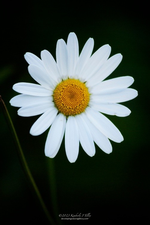 Daisy P3619