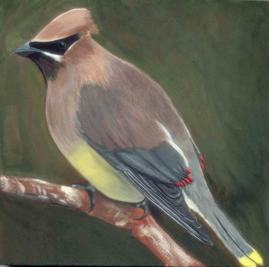 Cedar Waxwing