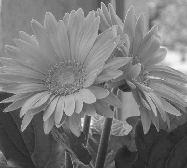 B & W Daisies