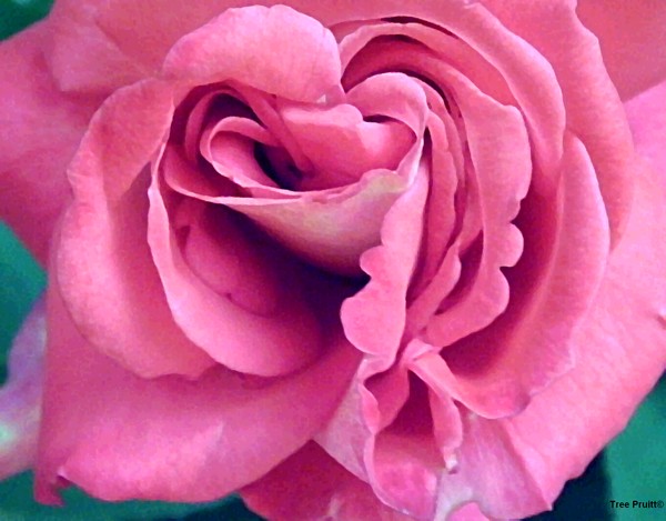 Laughing Rose