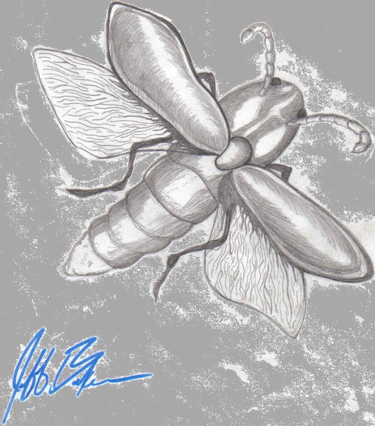 Fire Fly