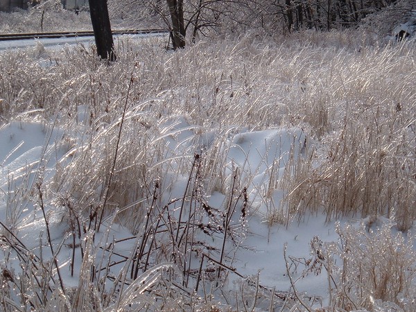 Field of Ice