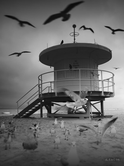 Seagulls on the Beach