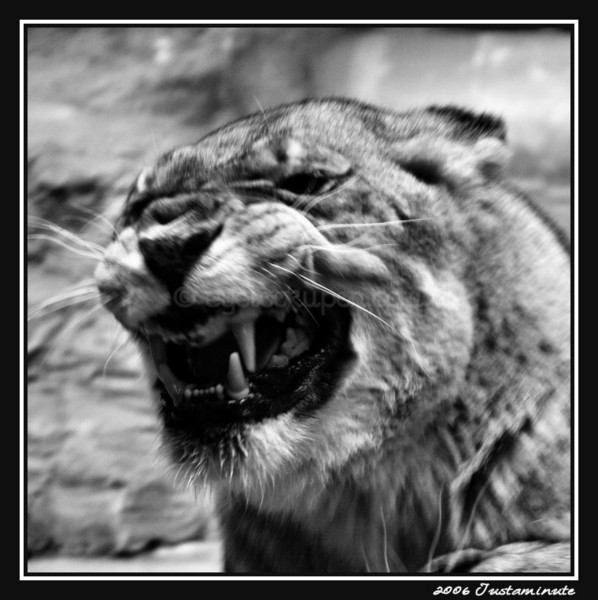 GRRRRR