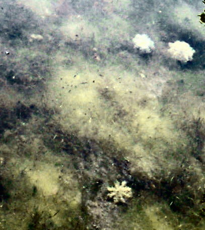 Sea Life (Florida Keys)