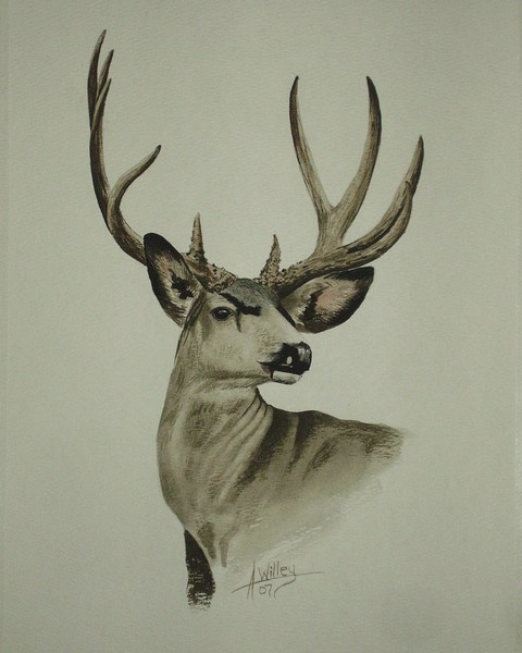 Majestic Muley