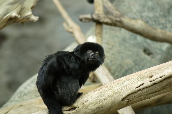 I'm a little monkey