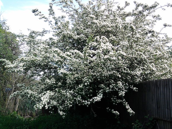 May Blossom 
