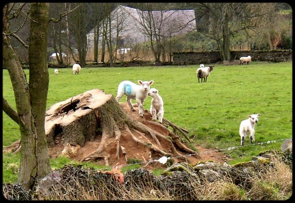 Spring lambs