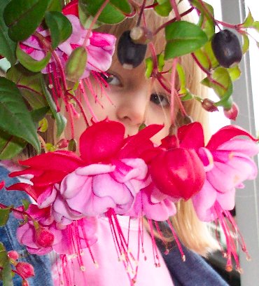 Fuchsia Faerie
