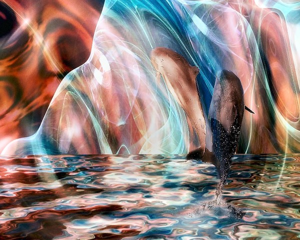 Dancin Dolphins