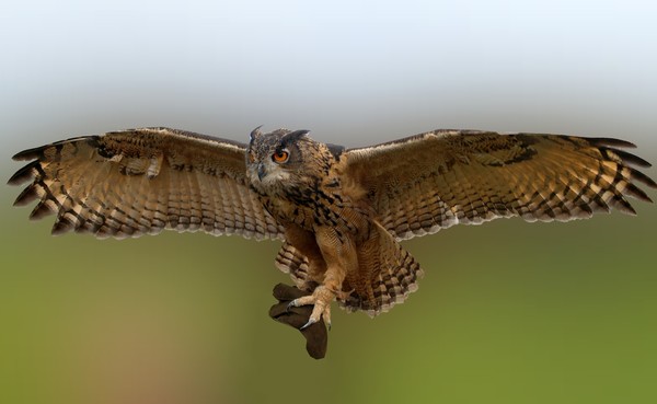 Landing of an Owl