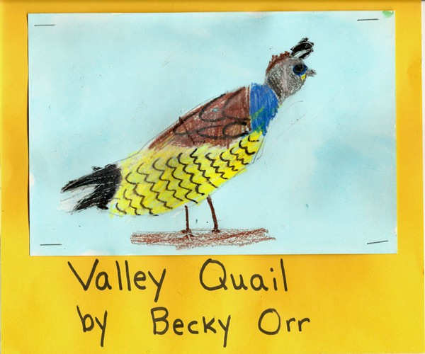 valley quail