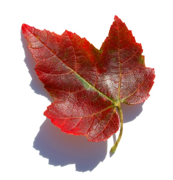 Fall Leaf