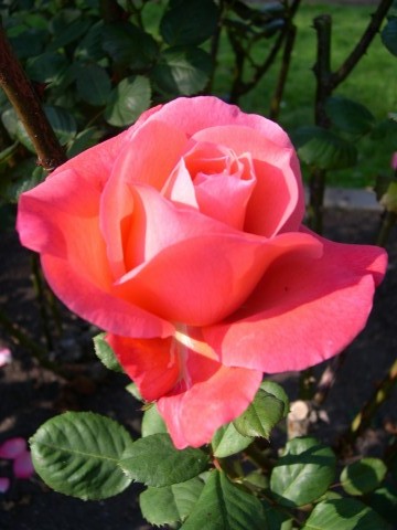 Pink Lady