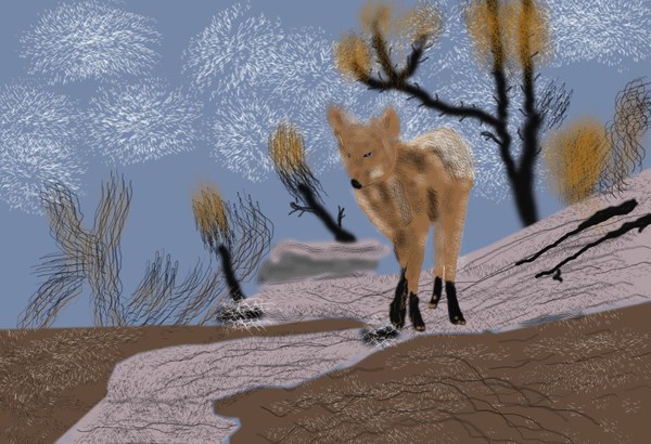 O313 fox on a stroll