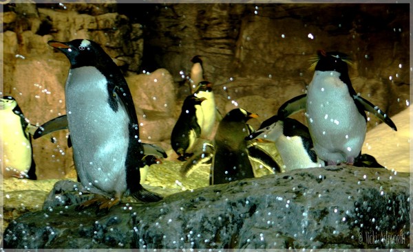 Penguins