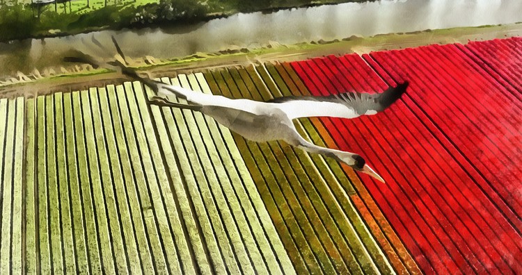 Bird in flight