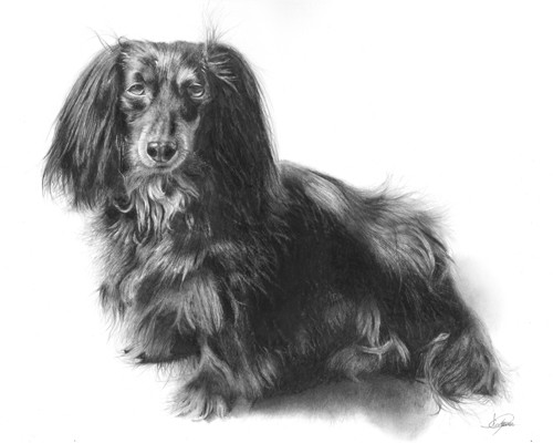 Hallie-Long Haired Dachshund