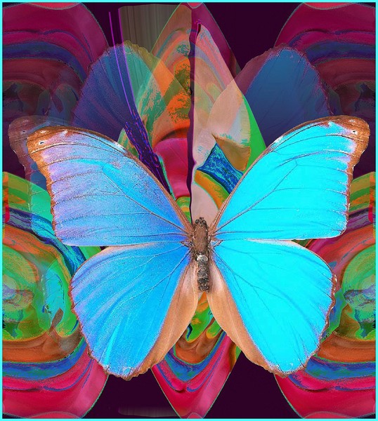 Butterflies in Fall