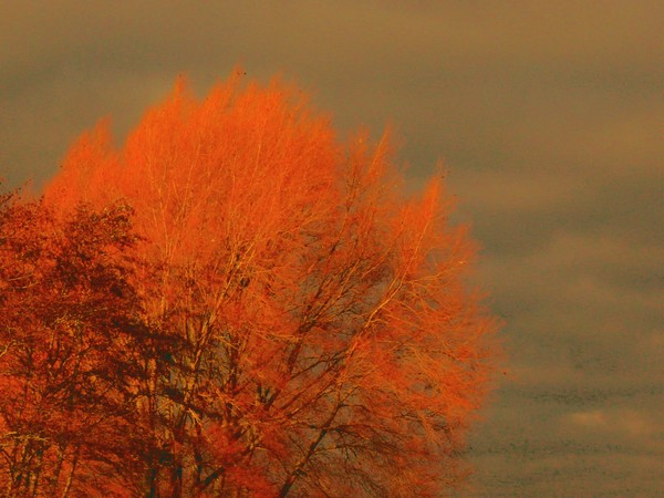 December Days