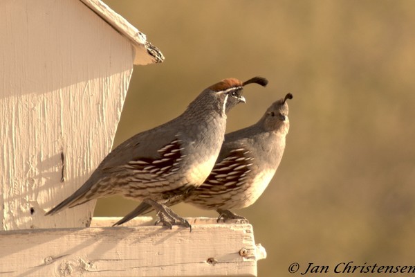 Quail Couple