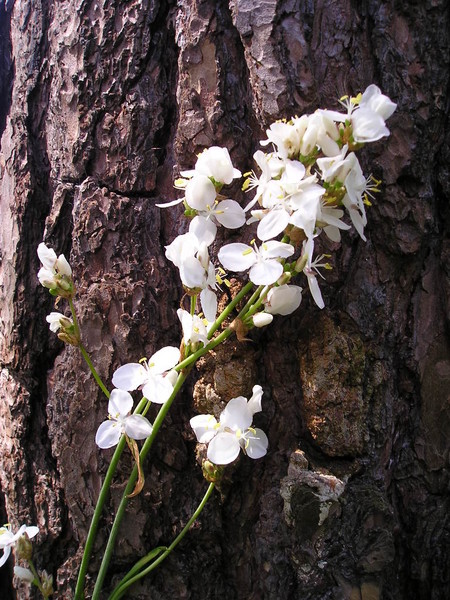 White flowers