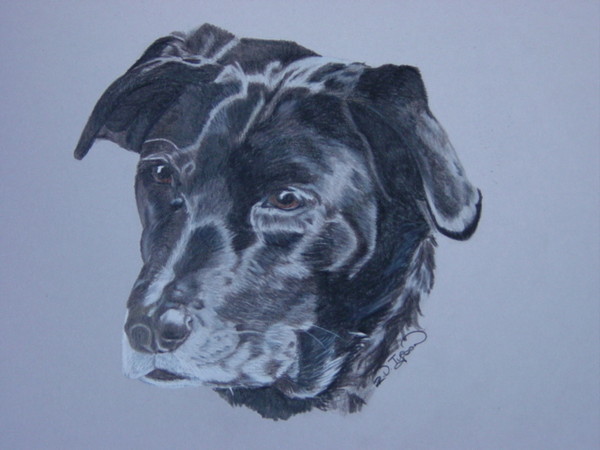 Old Black Labrador Dog