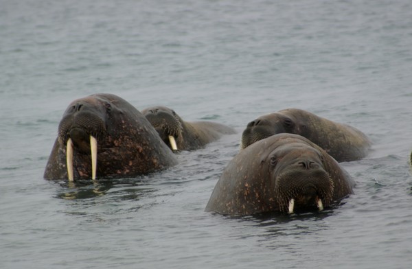 Band of  Blubbers