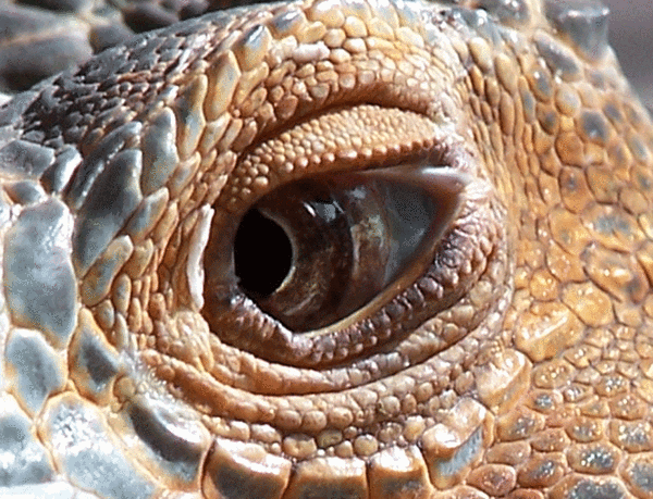Dragon's Eye
